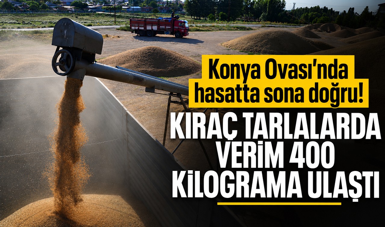 Konya Ovası’nda hasatta sona doğru! Kıraç tarlalarda verim 400 kilograma ulaştı