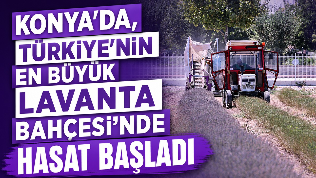 Konya’da, Türkiye’nin en büyük Lavanta Bahçesi’nde hasat başladı