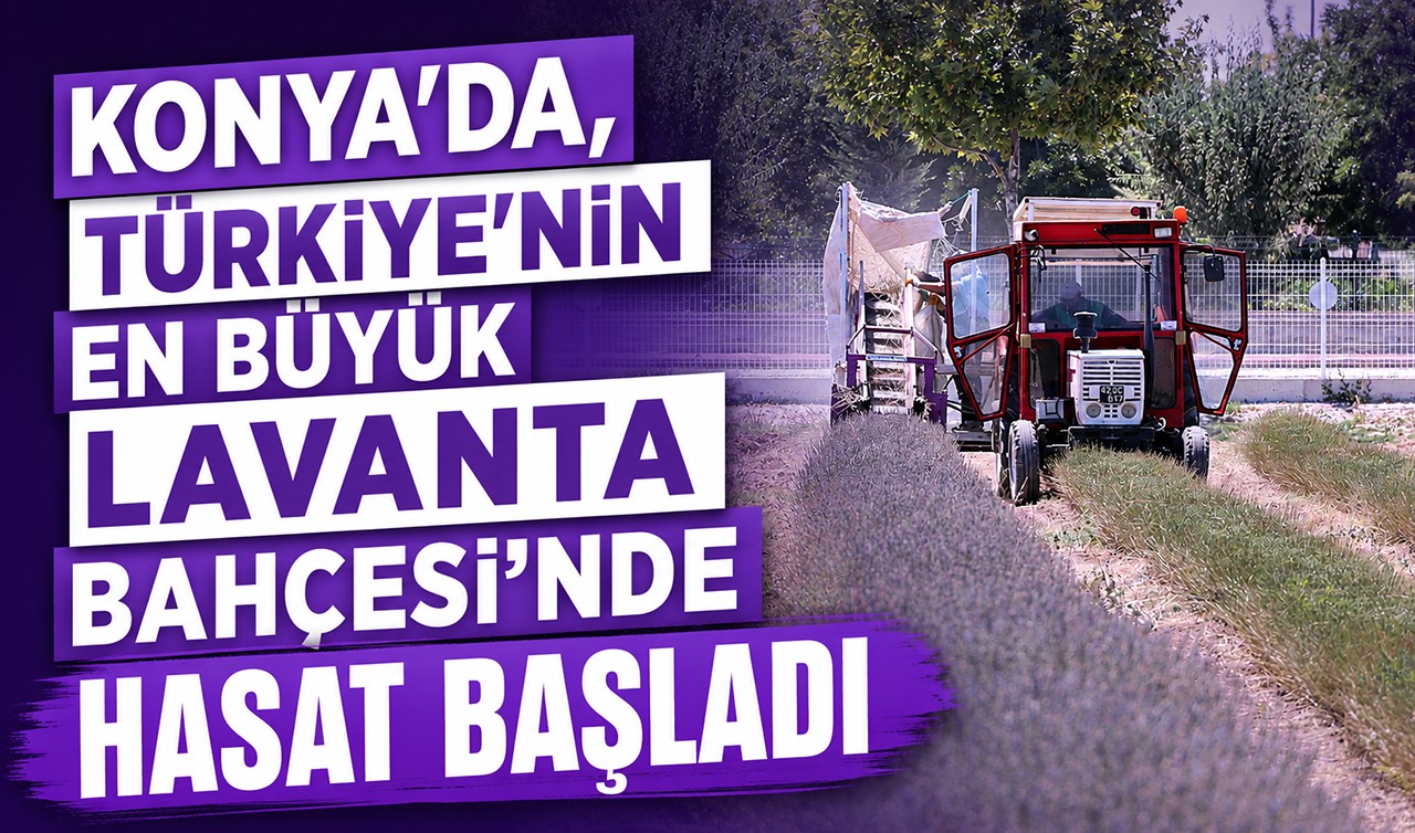 Konya’da, Türkiye’nin en büyük Lavanta Bahçesi’nde hasat başladı