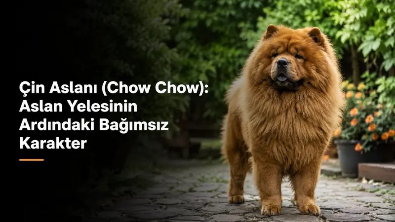 Çin Aslanı (Chow Chow): Aslan Yelesinin Ardındaki Bağımsız Karakter