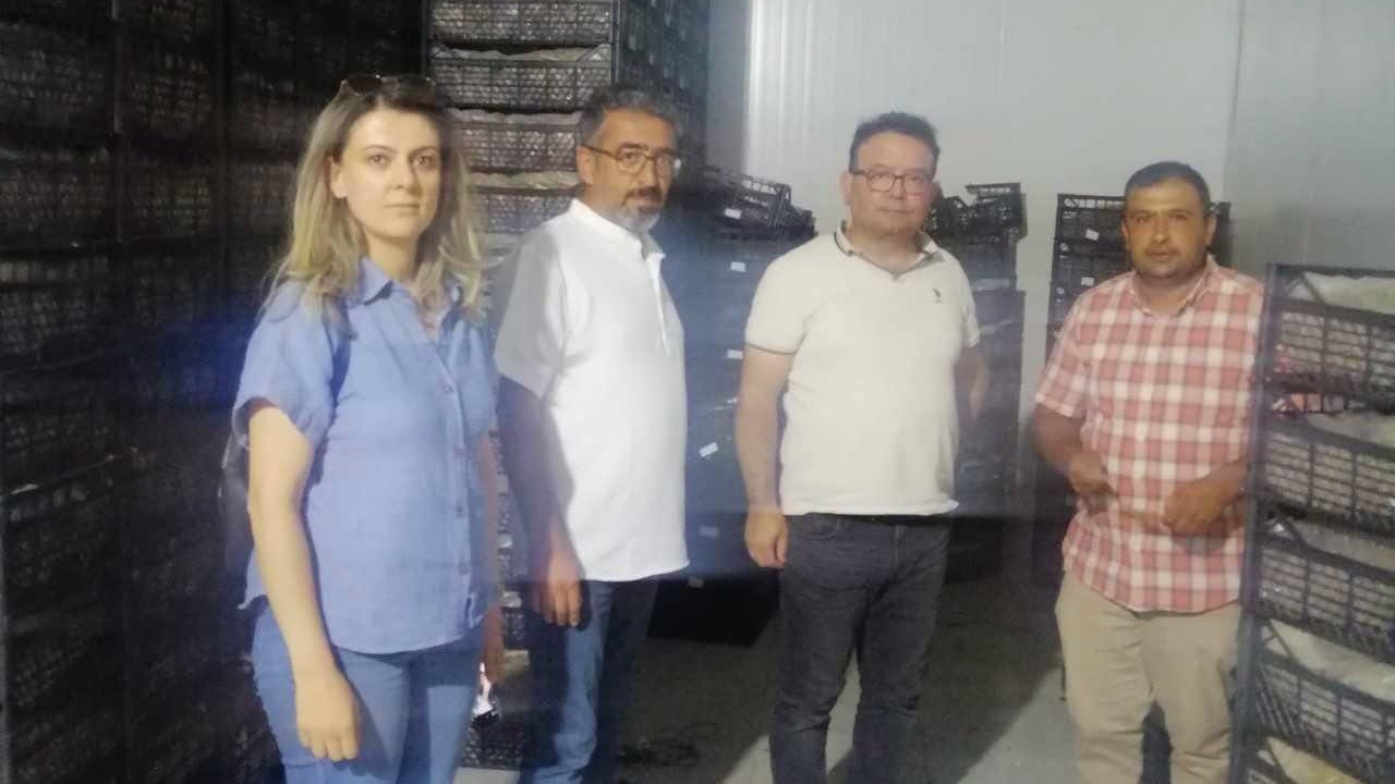 KOP desteğiyle Akşehir’de çilek bahçeleri kurulacak