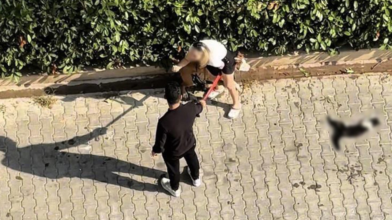 Kediyi parçalayan pitbullun sahibine 95 bin lira ceza