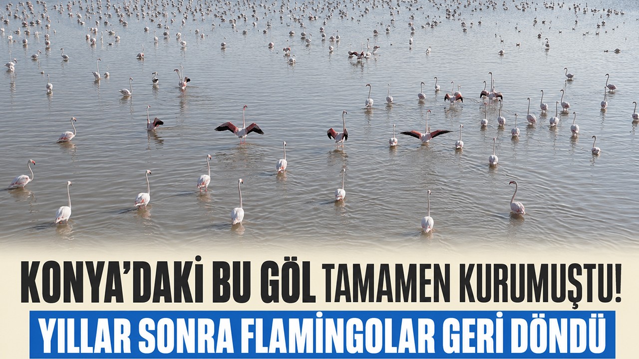 Konya'daki bu göl tamamen kurumuştu! Yıllar sonra flamingolar geri döndü
