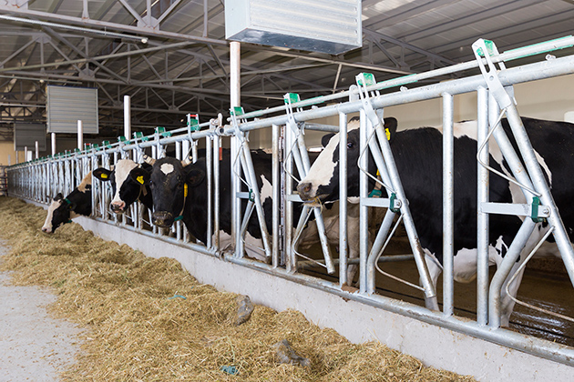 selcuk universitesi hayvancilik alaninda zirveyi hedefliyor