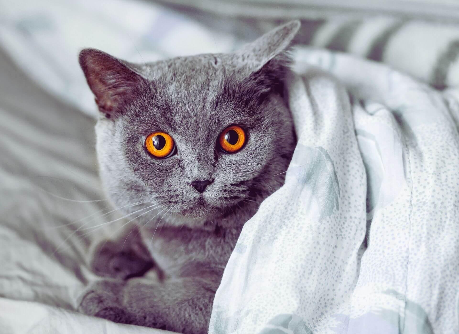 British Shorthair Özellikleri Nelerdir, British Shorthair Kediler Neden Kucak Sevmezler?
